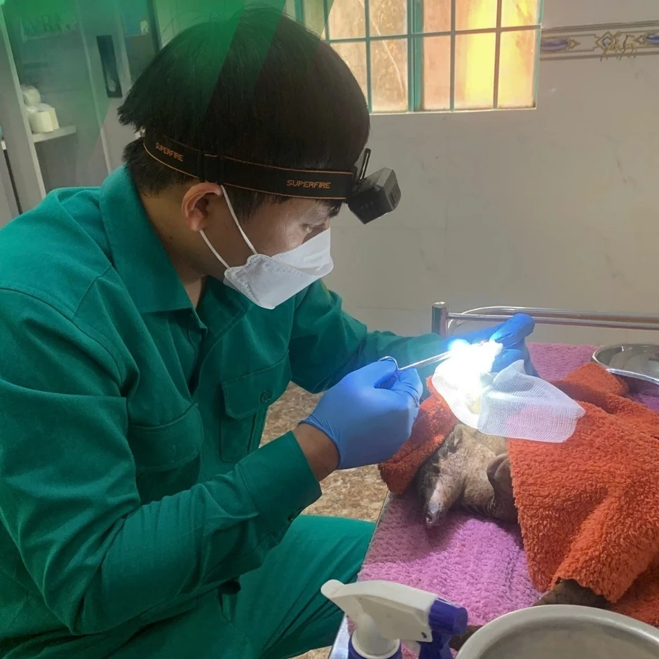 Con tê tê tên 'Trường' và ca phẫu thuật tháo khớp ở Vườn quốc gia Cát Tiên