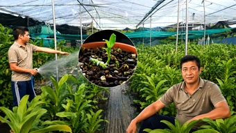 'Cú sập' lan đột biến: Từ giao dịch tiền tỷ đến nợ nần bủa vây