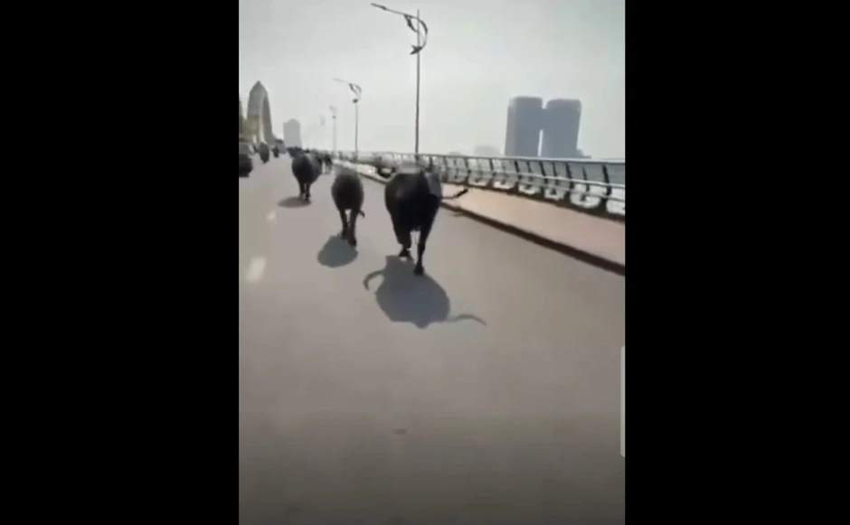 Đà Nẵng: Đàn trâu “tung hoành” cầu Rồng, người đi đường thót tim Đà Nẵng: Đàn trâu “tung hoành” cầu Rồng, người đi đường thót tim