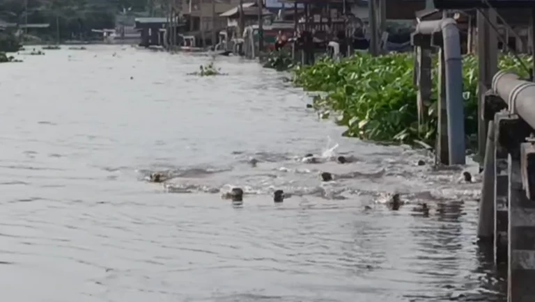 Dân Bangkok ngỡ ngàng chứng kiến đàn sinh vật “lạ” 20 con tràn vào kênh, chia phe như chuẩn bị đại chiến! Dân Bangkok ngỡ ngàng chứng kiến đàn sinh vật “lạ” 20 con tràn vào kênh, chia phe như chuẩn bị đại chiến!