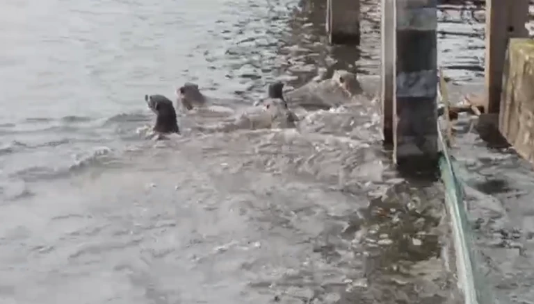 Dân Bangkok ngỡ ngàng chứng kiến đàn sinh vật “lạ” 20 con tràn vào kênh, chia phe như chuẩn bị đại chiến! Dân Bangkok ngỡ ngàng chứng kiến đàn sinh vật “lạ” 20 con tràn vào kênh, chia phe như chuẩn bị đại chiến!