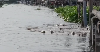 Dân Bangkok ngỡ ngàng chứng kiến đàn sinh vật “lạ” 20 con tràn vào kênh, chia phe như chuẩn bị đại chiến!