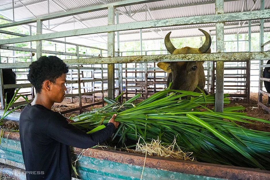 Đàn bò tót lai quý hiếm trong Vườn quốc gia ở Khánh Hòa