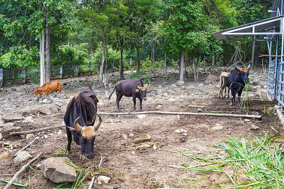 Đàn bò tót lai quý hiếm trong Vườn quốc gia ở Khánh Hòa