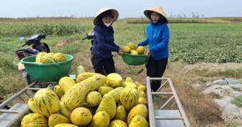 Dân làng đội nắng ra đồng "giải cứu" 10 tấn dưa giúp người phụ nữ gãy chân