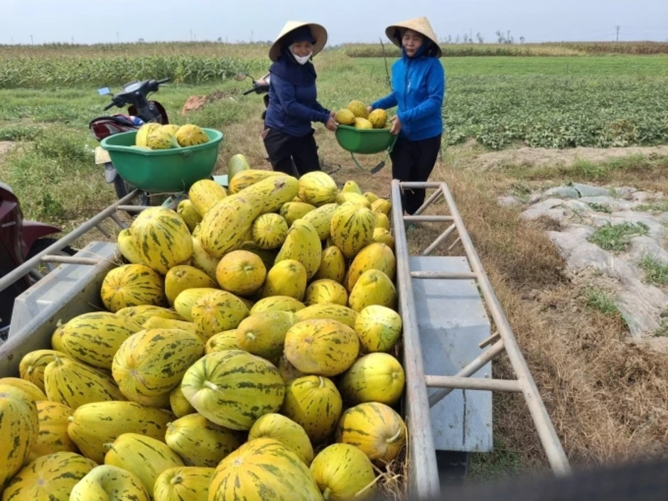 Dân làng thu hoạch 10 tấn dưa giúp người phụ nữ gãy chân Dân làng thu hoạch 10 tấn dưa giúp người phụ nữ gãy chân