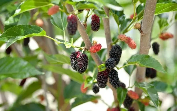 Dâu tằm – loại quả theo mùa mang lại nhiều lợi ích cho sức khỏe Dâu tằm – loại quả theo mùa mang lại nhiều lợi ích cho sức khỏe