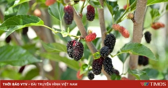 Dâu tằm – loại quả theo mùa mang lại nhiều lợi ích cho sức khỏe