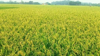 Đẩy nhanh thu hoạch lúa đông xuân trà sớm, chủ động phòng trừ sinh vật hại lúa trà muộn