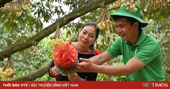 Đến Đắk Lắk mùa sầu riêng - Một lễ hội, nhiều trải nghiệm