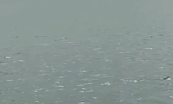 Đi câu, người đàn ông phát hiện đàn cá heo trắng, hồng ở Quảng Ninh Đi câu, người đàn ông phát hiện đàn cá heo trắng, hồng ở Quảng Ninh