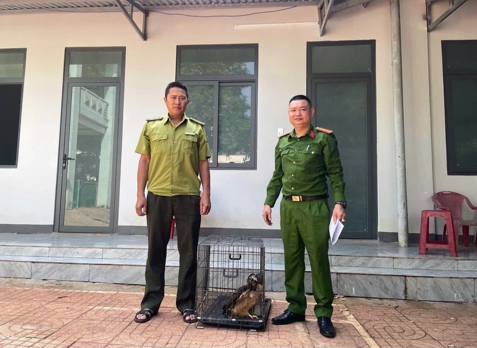 Đi tưới rau, người đàn ông phát hiện chim diều hoa Miến Điện quý hiếm Đi tưới rau, người đàn ông phát hiện chim diều hoa Miến Điện quý hiếm