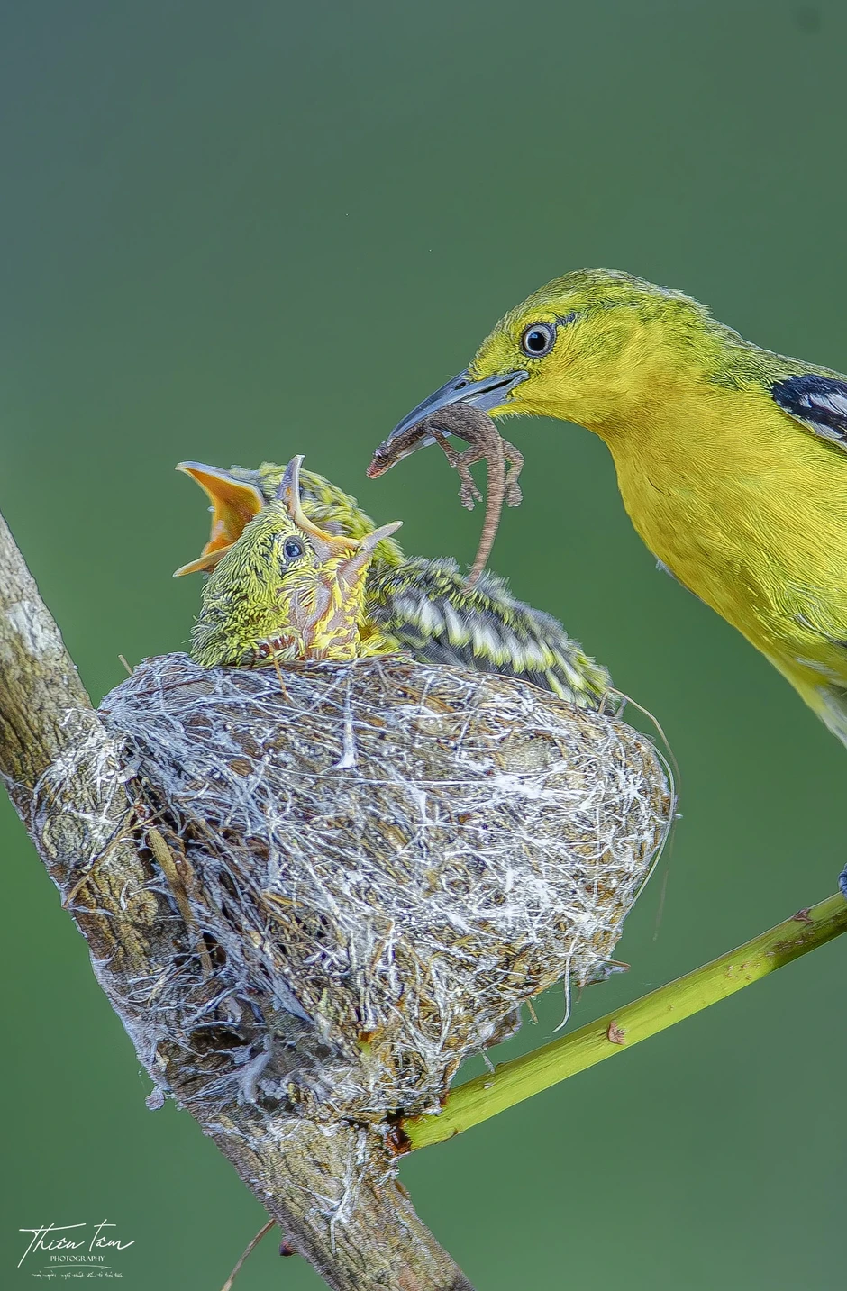 'Đột nhập' chiếc tổ tròn xoe của chim huýt cô: Con non há miệng chờ mồi 'Đột nhập' chiếc tổ tròn xoe của chim huýt cô: Con non há miệng chờ mồi