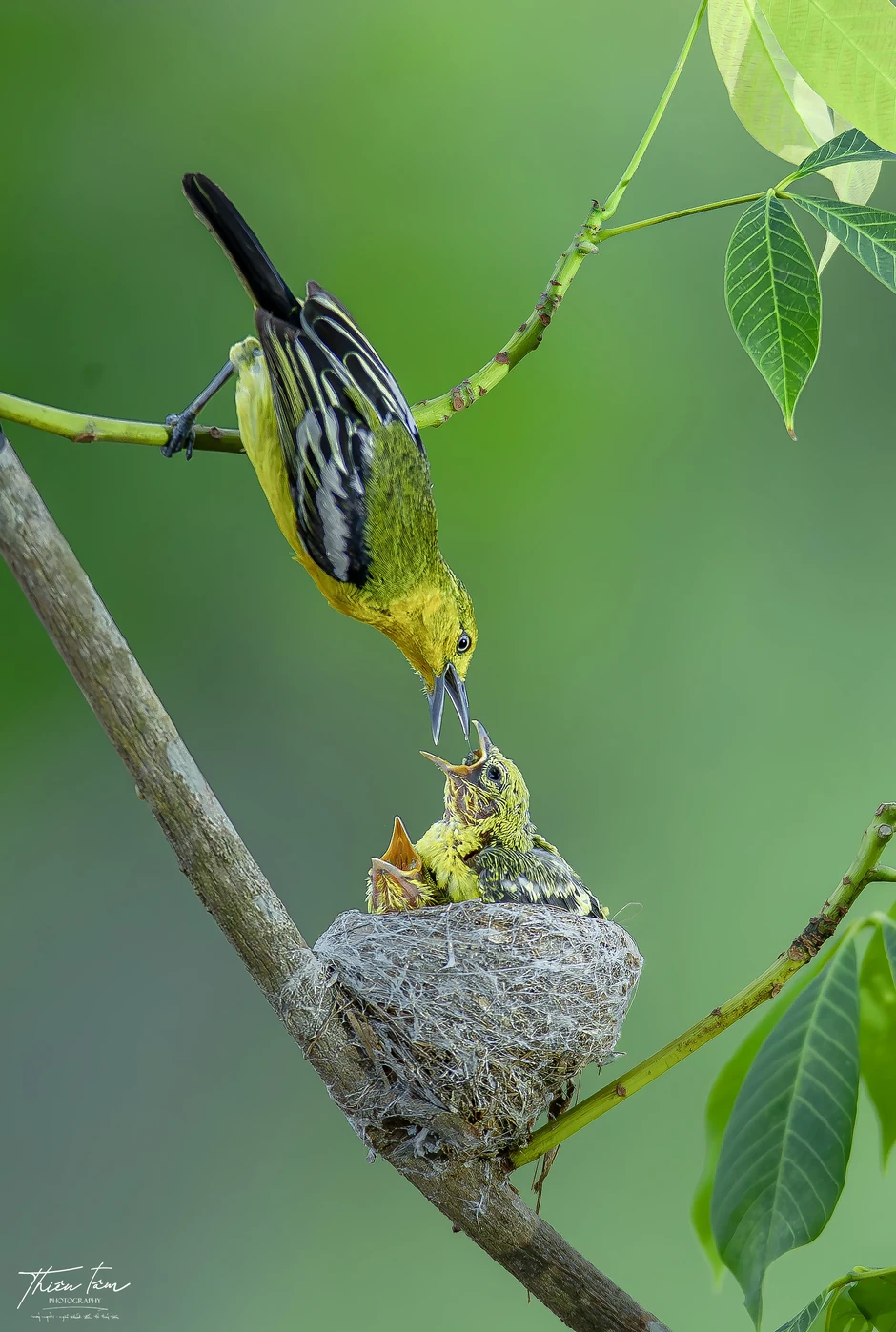 'Đột nhập' chiếc tổ tròn xoe của chim huýt cô: Con non há miệng chờ mồi 'Đột nhập' chiếc tổ tròn xoe của chim huýt cô: Con non há miệng chờ mồi