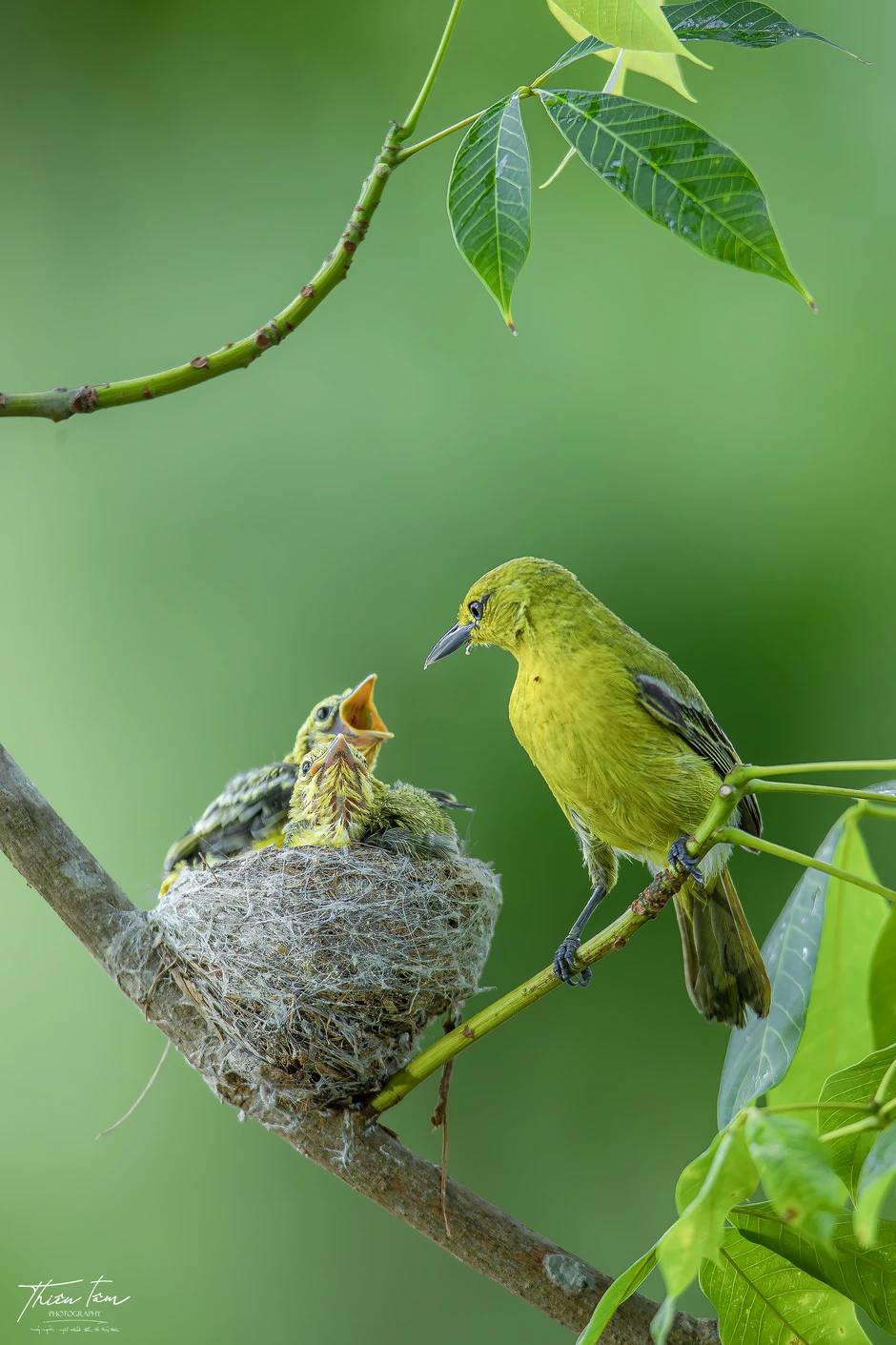 'Đột nhập' chiếc tổ tròn xoe của chim huýt cô: Con non há miệng chờ mồi 'Đột nhập' chiếc tổ tròn xoe của chim huýt cô: Con non há miệng chờ mồi