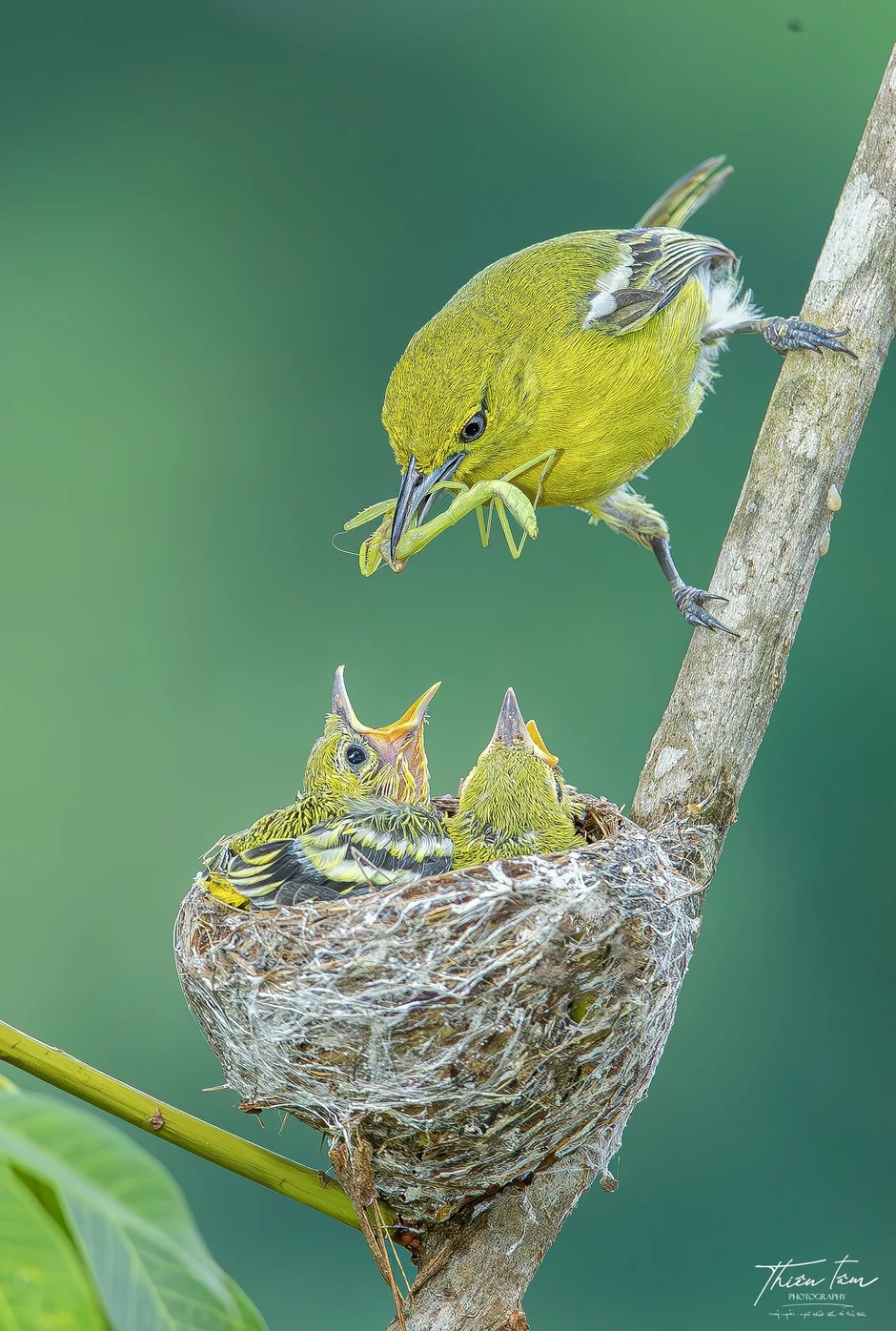 'Đột nhập' chiếc tổ tròn xoe của chim huýt cô: Con non há miệng chờ mồi 'Đột nhập' chiếc tổ tròn xoe của chim huýt cô: Con non há miệng chờ mồi