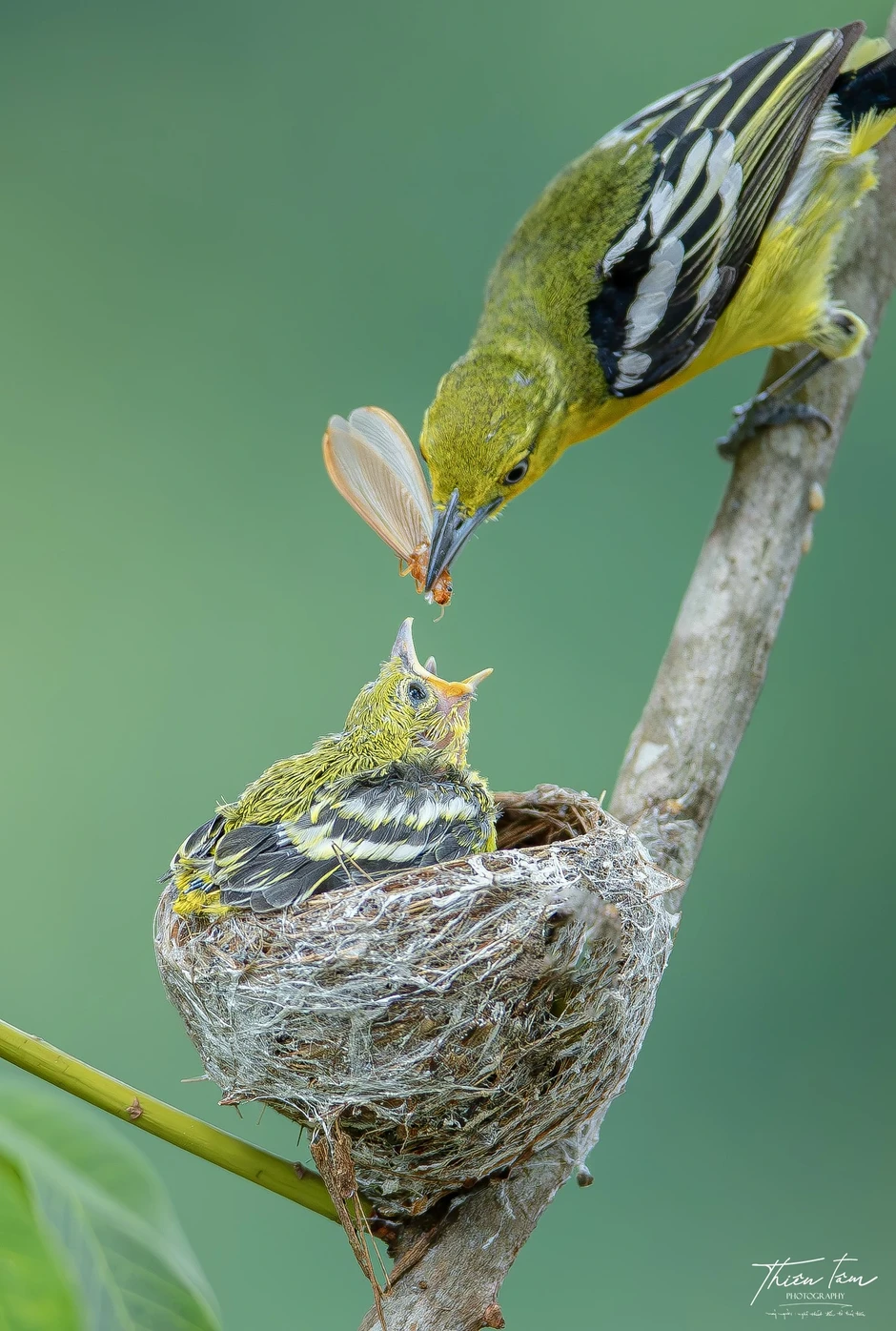 'Đột nhập' chiếc tổ tròn xoe của chim huýt cô: Con non há miệng chờ mồi 'Đột nhập' chiếc tổ tròn xoe của chim huýt cô: Con non há miệng chờ mồi