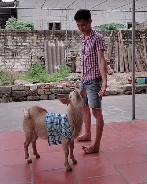 Được chàng trai Hải Phòng nuôi làm bạn, chú dê nhỏ hút triệu lượt xem Được chàng trai Hải Phòng nuôi làm bạn, chú dê nhỏ hút triệu lượt xem