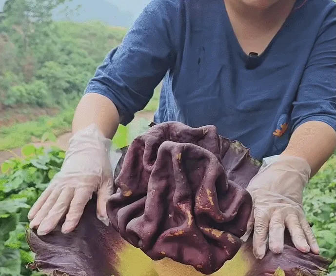 Gia đình ở Lào Cai bất ngờ với cây hoa khổng lồ, toả mùi thối trong đêm Gia đình ở Lào Cai bất ngờ với cây hoa khổng lồ, toả mùi thối trong đêm