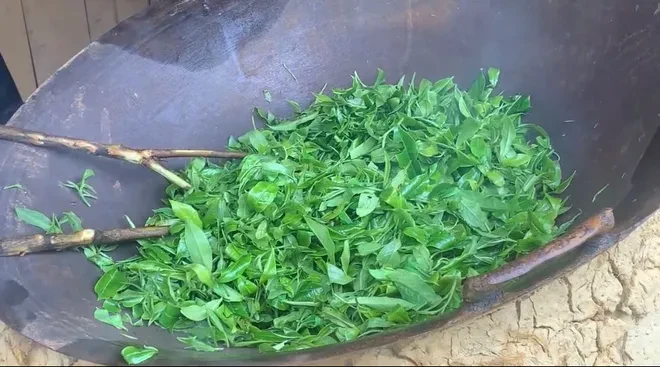 Giữ gìn văn hóa từ những lớp học dưới tán chè Shan tuyết Lào Cai Giữ gìn văn hóa từ những lớp học dưới tán chè Shan tuyết Lào Cai