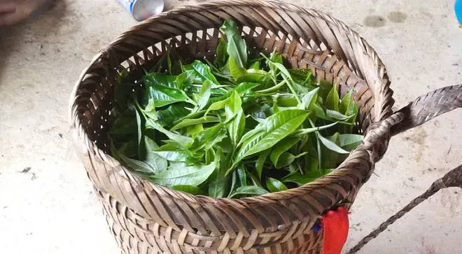 Giữ gìn văn hóa từ những lớp học dưới tán chè Shan tuyết Lào Cai Giữ gìn văn hóa từ những lớp học dưới tán chè Shan tuyết Lào Cai
