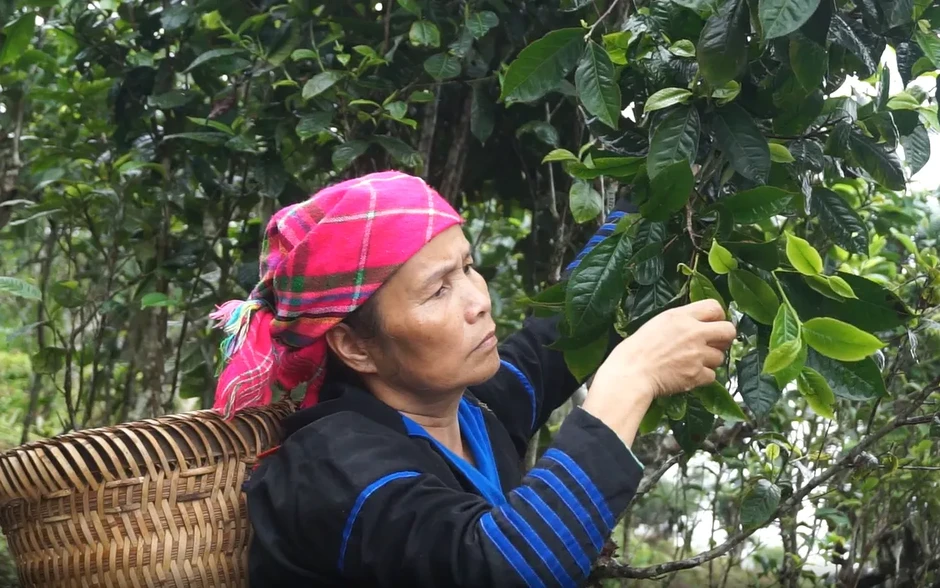Giữ gìn văn hóa từ những lớp học dưới tán chè Shan tuyết Lào Cai Giữ gìn văn hóa từ những lớp học dưới tán chè Shan tuyết Lào Cai