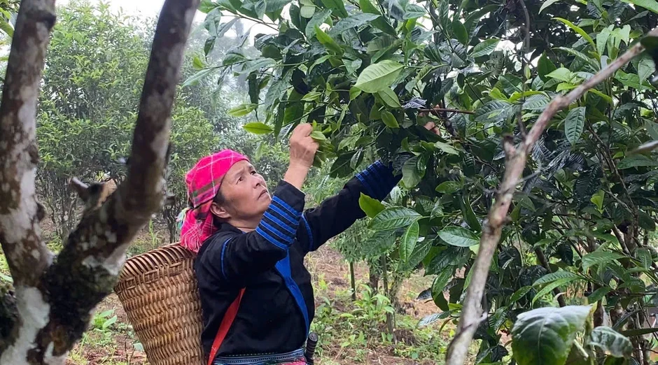 Giữ gìn văn hóa từ những lớp học dưới tán chè Shan tuyết Lào Cai Giữ gìn văn hóa từ những lớp học dưới tán chè Shan tuyết Lào Cai