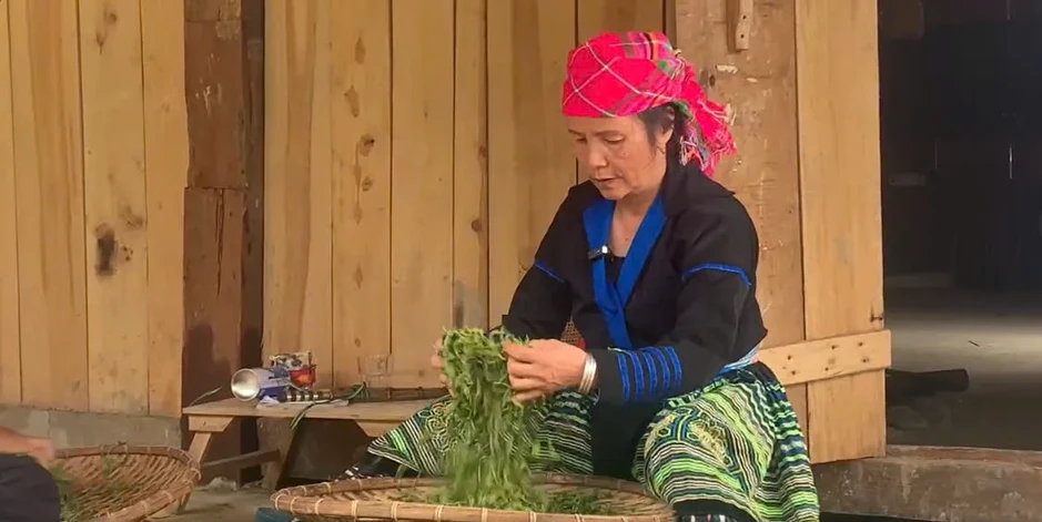 Giữ gìn văn hóa từ những lớp học dưới tán chè Shan tuyết Lào Cai Giữ gìn văn hóa từ những lớp học dưới tán chè Shan tuyết Lào Cai