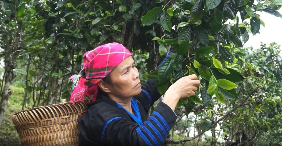 Giữ gìn văn hóa từ những lớp học dưới tán chè Shan tuyết Lào Cai Giữ gìn văn hóa từ những lớp học dưới tán chè Shan tuyết Lào Cai