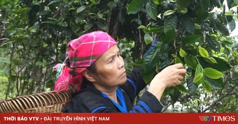 Giữ gìn văn hóa từ những lớp học dưới tán chè Shan tuyết Lào Cai