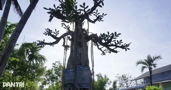 Giữ nguyên trạng cây đa cổ thụ bằng bê tông ở di tích Nước Mặn