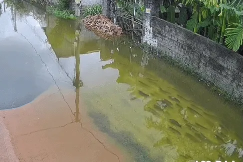 Hà Nội: Đàn cá bơi tung tăng khắp đường làng ngày ngập lụt gây sốt