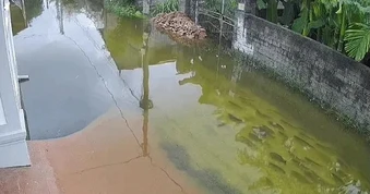 Hà Nội: Đàn cá bơi tung tăng khắp đường làng ngày ngập lụt gây sốt