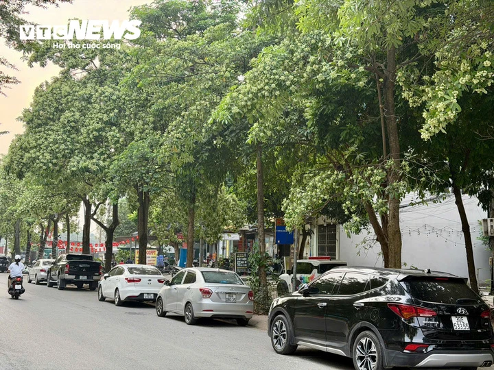 Hà Nội rà soát mật độ cây hoa sữa trồng tại khu dân cư, trường học, bệnh viện Hà Nội rà soát mật độ cây hoa sữa trồng tại khu dân cư, trường học, bệnh viện