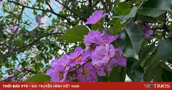 Hà Nội: Sắc tím bằng lăng nở rộ đầu mùa hạ