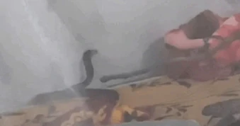 Hai mẹ con ngủ trên giường sờ trúng rắn nghi hổ mang dài hơn 1m