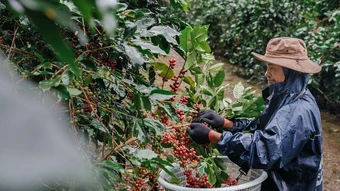 Hành trình từ nông trại đến hơn 100 triệu ly Highlands Coffee
