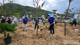 Hành trình xanh trong phát triển bền vững tại Quy Nhơn