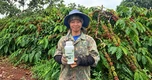 HARU 5C - “Trợ thủ” phục hồi cây suy, đất tăng độ phì, cành sai trĩu quả