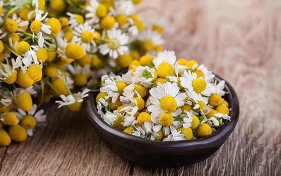 Hoa cúc la mã: Thảo dược quen thuộc với nhiều lợi ích sức khỏe ít người biết Hoa cúc la mã: Thảo dược quen thuộc với nhiều lợi ích sức khỏe ít người biết