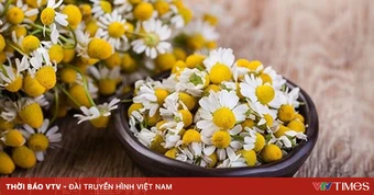 Hoa cúc la mã: Thảo dược quen thuộc với nhiều lợi ích sức khỏe ít người biết