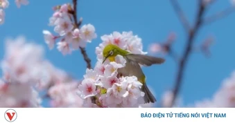 Hôm nay người Việt đón tiết Xuân phân 20/3, cần lưu ý gì?
