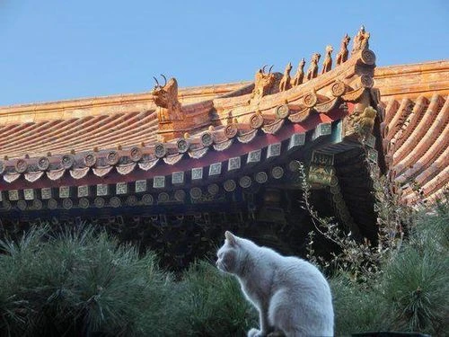 Hơn 200 con mèo sống tự do trong Tử Cấm Thành: Bí mật thú vị từ lịch sử Hơn 200 con mèo sống tự do trong Tử Cấm Thành: Bí mật thú vị từ lịch sử