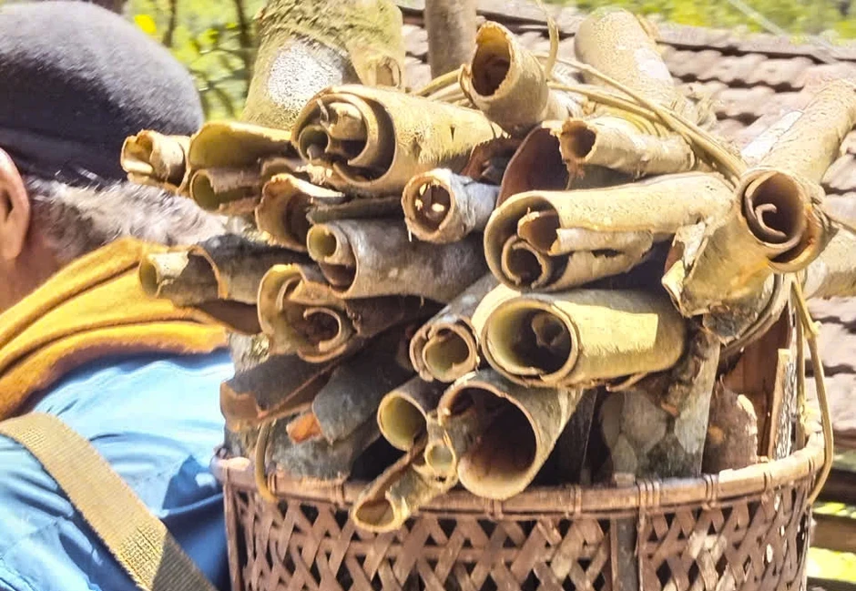 Khai thác cây quế hơn 50 năm tuổi ở Quảng Ngãi: Cao gần 30 m, cho 700 kg vỏ Khai thác cây quế hơn 50 năm tuổi ở Quảng Ngãi: Cao gần 30 m, cho 700 kg vỏ