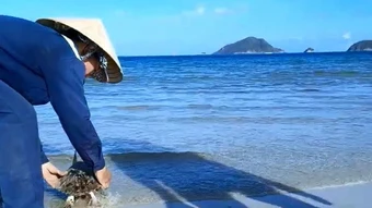 Khen thưởng 3 công nhân vệ sinh môi trường cứu 2 con đồi mồi quý hiếm ở Côn Đảo
