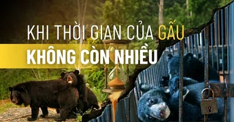 Khi thời gian của gấu không còn nhiều
