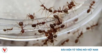Không cần hóa chất: 9 cách đơn giản đuổi côn trùng khỏi nhà