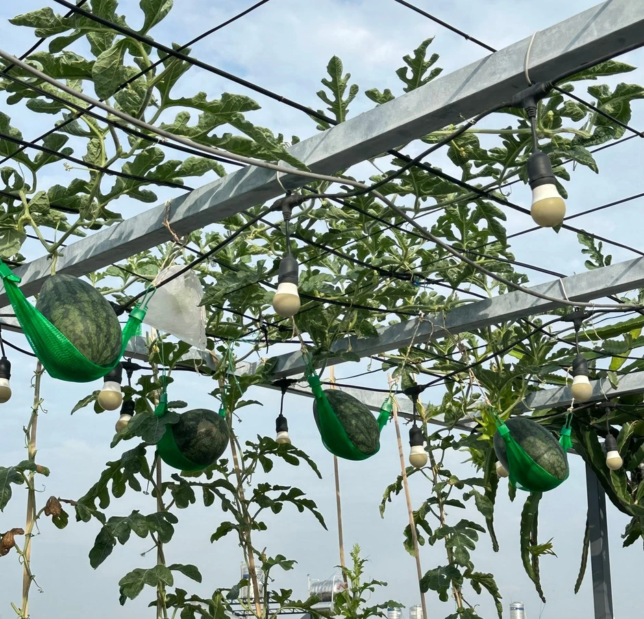 Khu vườn 40m² trên sân thượng ở TP.HCM: Rau xanh ăn quanh năm, chiều nào gia chủ cũng lên “xả stress” Khu vườn 40m² trên sân thượng ở TP.HCM: Rau xanh ăn quanh năm, chiều nào gia chủ cũng lên “xả stress”