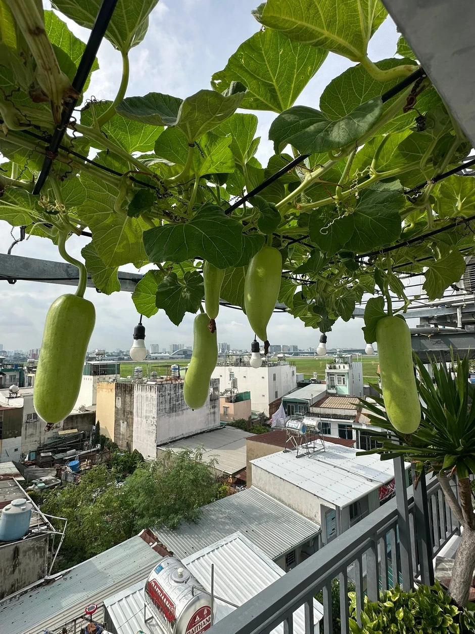 Khu vườn 40m² trên sân thượng ở TP.HCM: Rau xanh ăn quanh năm, chiều nào gia chủ cũng lên “xả stress” Khu vườn 40m² trên sân thượng ở TP.HCM: Rau xanh ăn quanh năm, chiều nào gia chủ cũng lên “xả stress”