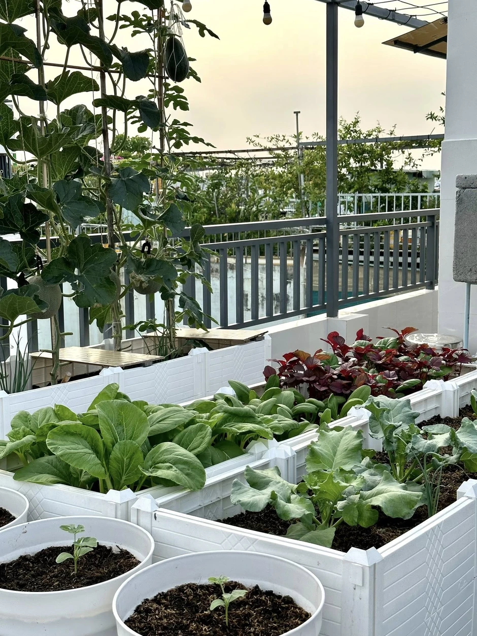Khu vườn 40m² trên sân thượng ở TP.HCM: Rau xanh ăn quanh năm, chiều nào gia chủ cũng lên “xả stress” Khu vườn 40m² trên sân thượng ở TP.HCM: Rau xanh ăn quanh năm, chiều nào gia chủ cũng lên “xả stress”